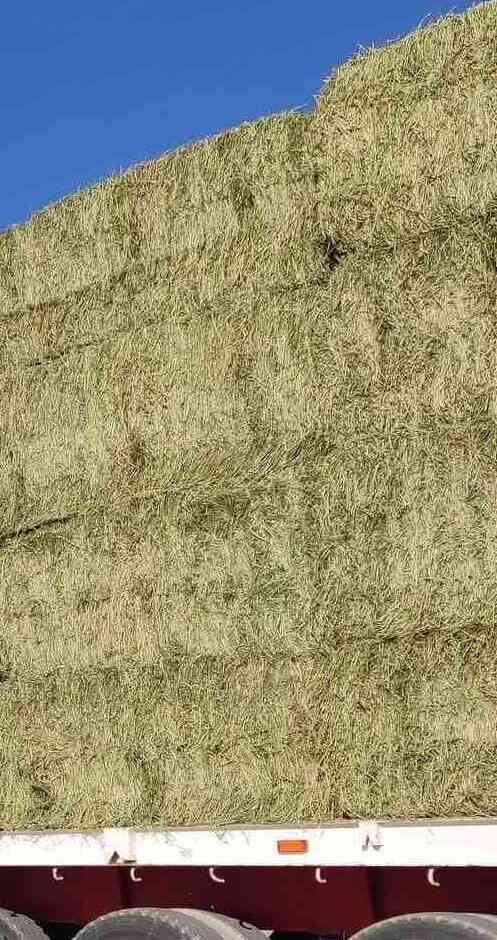 Custom Export Orders - Egyptian Alfalfa Hay Bale