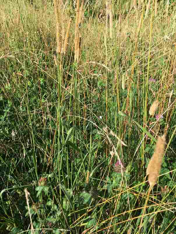 alfalfa